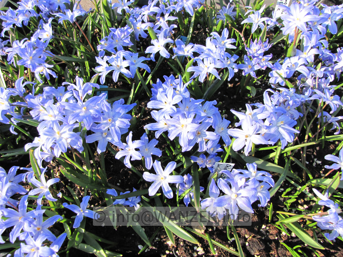 Chionodoxa luciliae 02.JPG